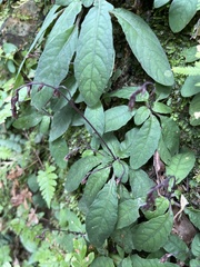Staurogyne concinnula