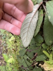 Staurogyne concinnula