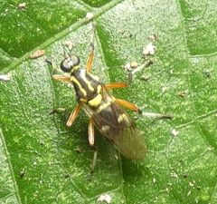 Raphiocera