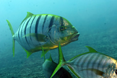 Gnathanodon speciosus