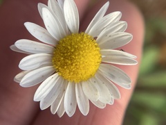 Astranthium ciliatum