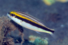 Pentapodus paradiseus