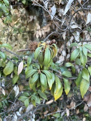 Chrysolepis chrysophylla