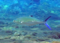Scomberoides lysan