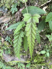 Rubus swinhoei