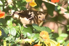 Diglossa albilatera