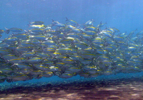 Eye of the sea (Selar boops) — Carangidae — 2