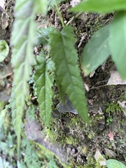 Rubus swinhoei