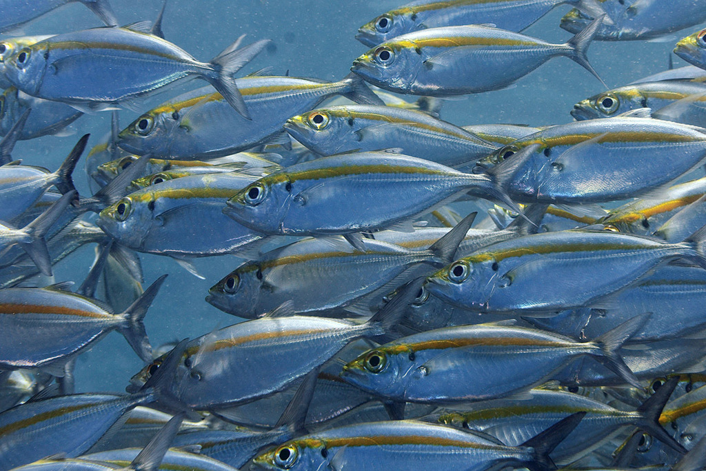Oxeye Scad