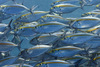 Oxeye Scad - Photo (c) uwkwaj, some rights reserved (CC BY-NC), uploaded by uwkwaj