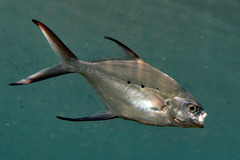 Trachinotus baillonii