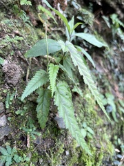 Rubus swinhoei