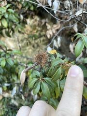 Chrysolepis chrysophylla