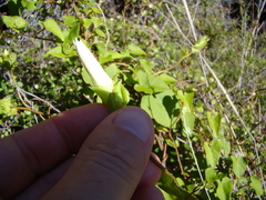 Calystegia tuguriorum