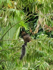 Sciurus variegatoides