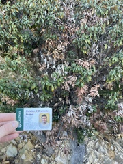 Chrysolepis chrysophylla