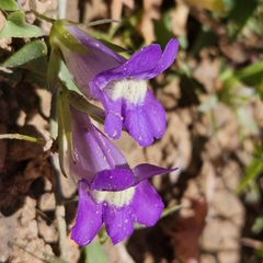Maurandya antirrhiniflora
