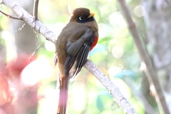 Trogon collaris