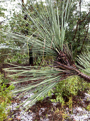 Pinus coulteri
