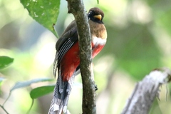 Trogon collaris