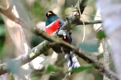 Trogon collaris