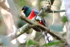 Trogon collaris