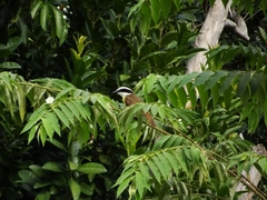 Pitangus sulphuratus