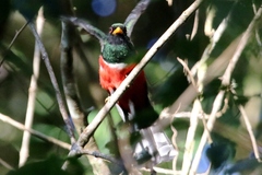 Trogon collaris