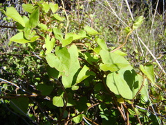 Calystegia tuguriorum