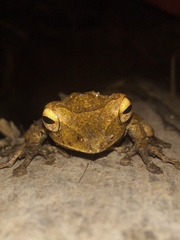 Polypedates occidentalis