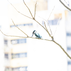 Chloroceryle amazona