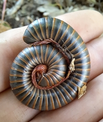 Narceus americanus