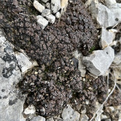 Placidium squamulosum