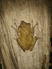 Polypedates occidentalis