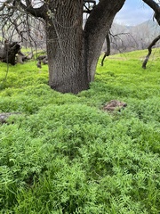 Pholistoma membranaceum