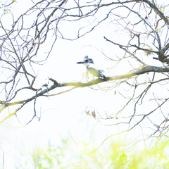 Megaceryle torquata torquata