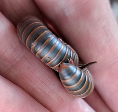 Narceus americanus