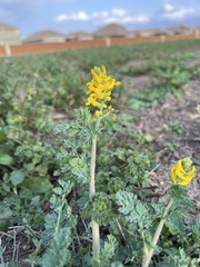 Corydalis aurea