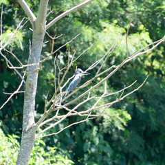 Megaceryle torquata torquata