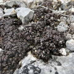 Placidium squamulosum