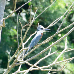 Megaceryle torquata torquata