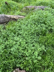 Pholistoma membranaceum