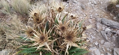 Eryngium proteiflorum