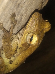 Polypedates occidentalis