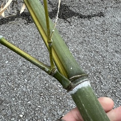 Phyllostachys