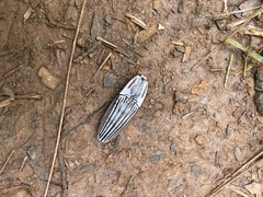 Chalcolepidius erythroloma