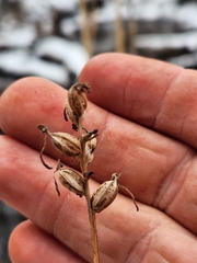 Platanthera clavellata
