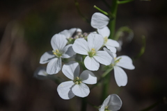 Cardamine bulbosa