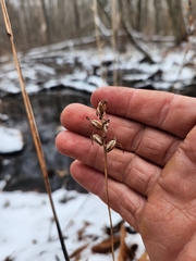 Platanthera clavellata