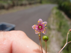 Lycium boerhaviifolium